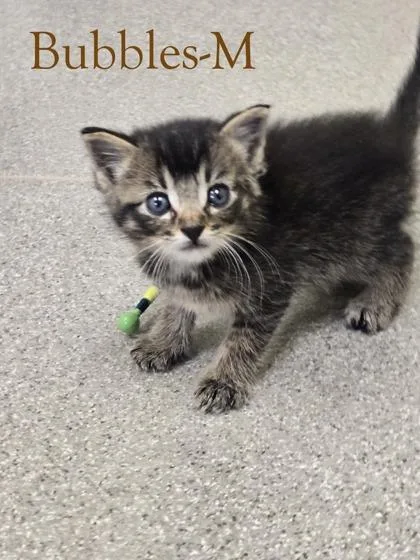 A baby small-sized male Domestic Medium Hair cat named Bubbles for adoption in Guntersville, AL