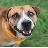 An adult medium-sized male Brown / Chocolate American Staffordshire Terrier dog named Chase for adoption in Hagerstown, MD