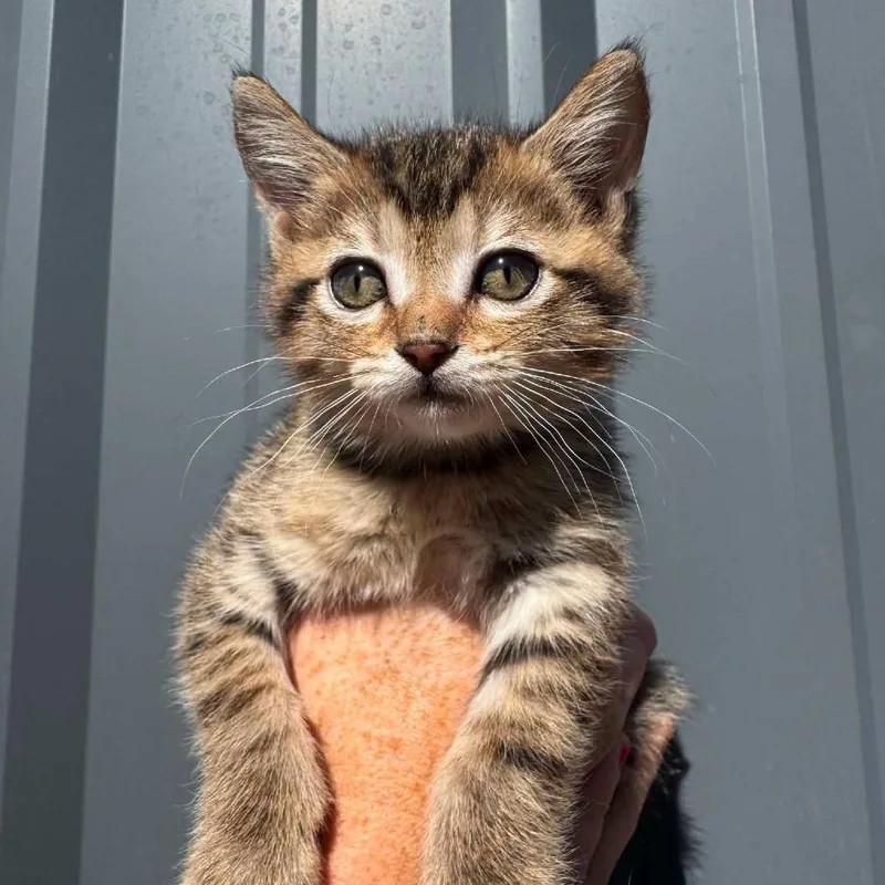 A baby small-sized female Brown / Chocolate Domestic Short Hair cat named Moose for adoption in Ferndale, WA