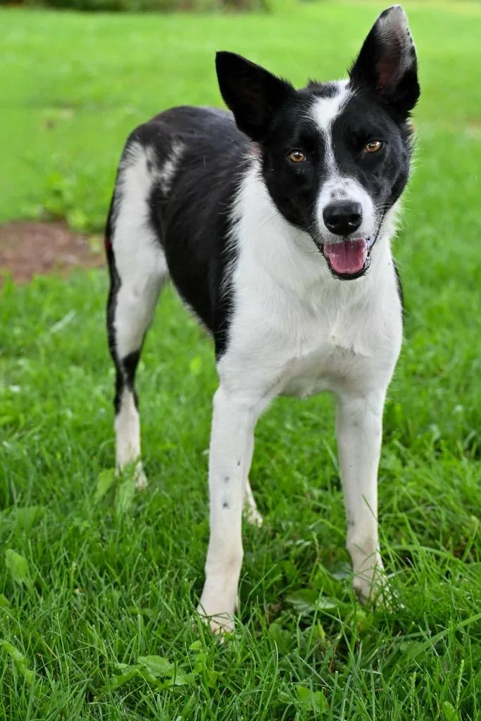 A young medium-sized female Collie dog named Bella for adoption in Lagrange, IN