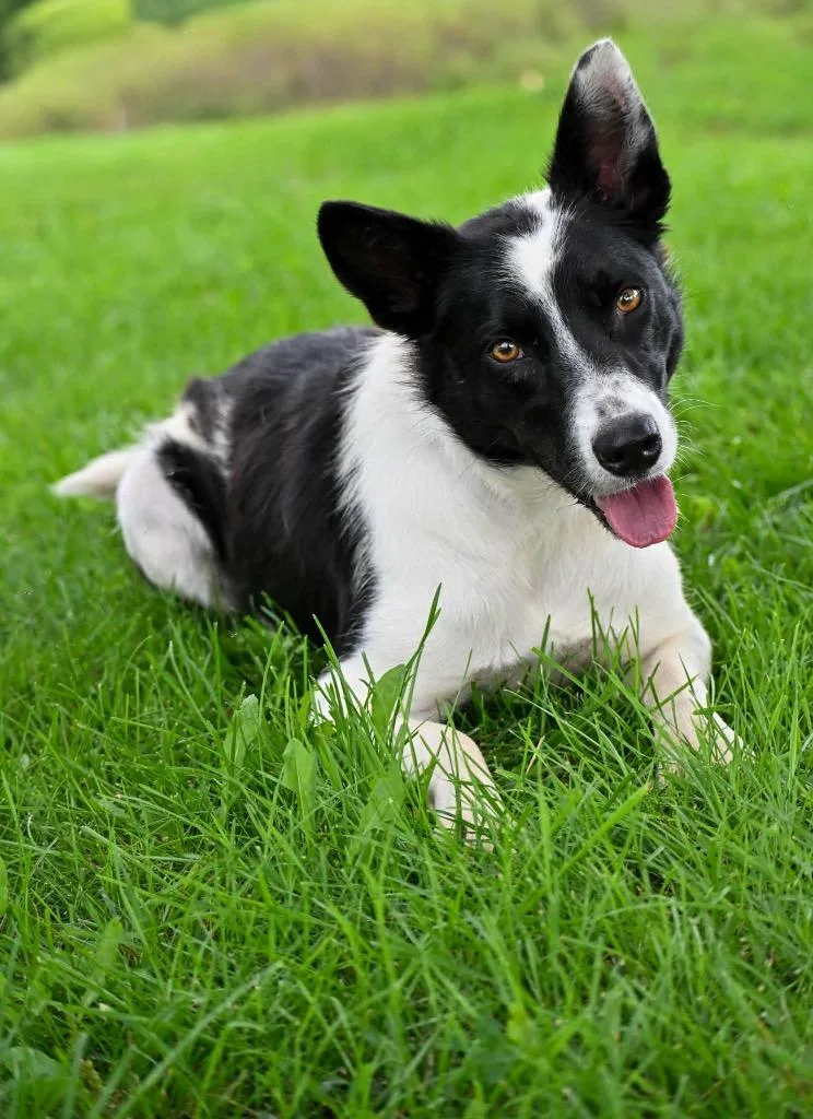 Bella thumbnail 2