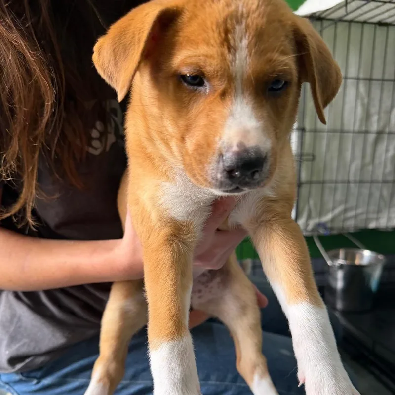 A baby large-sized female Yellow / Tan / Blond / Fawn Yellow Labrador Retriever dog named Rockruff for adoption in Kyle, TX