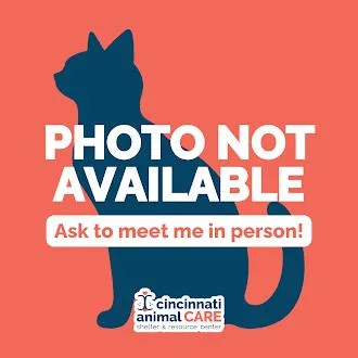 An adult medium-sized male Black Domestic Short Hair cat named Squirt for adoption in Cincinnati, OH