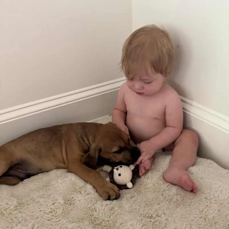 A baby medium-sized male Red / Chestnut / Orange Mixed Breed dog named ALPHARETTA Flint for adoption in Blairsville, GA