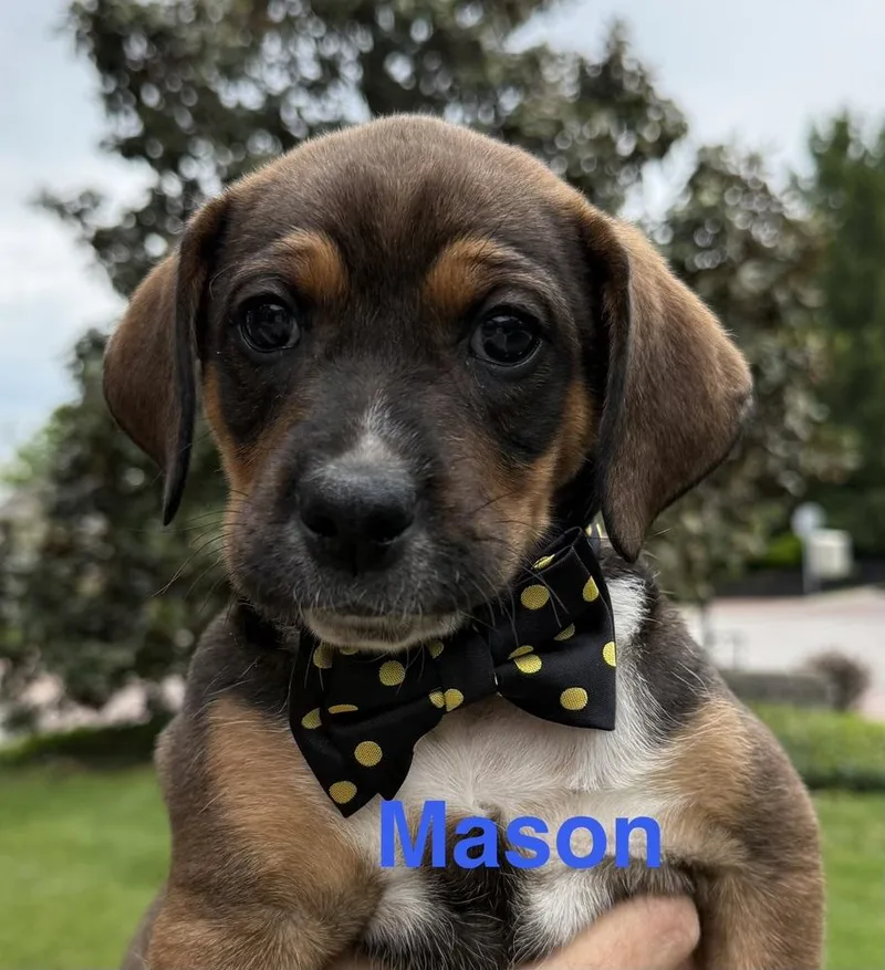 Buzzing Bees : Mason thumbnail 2