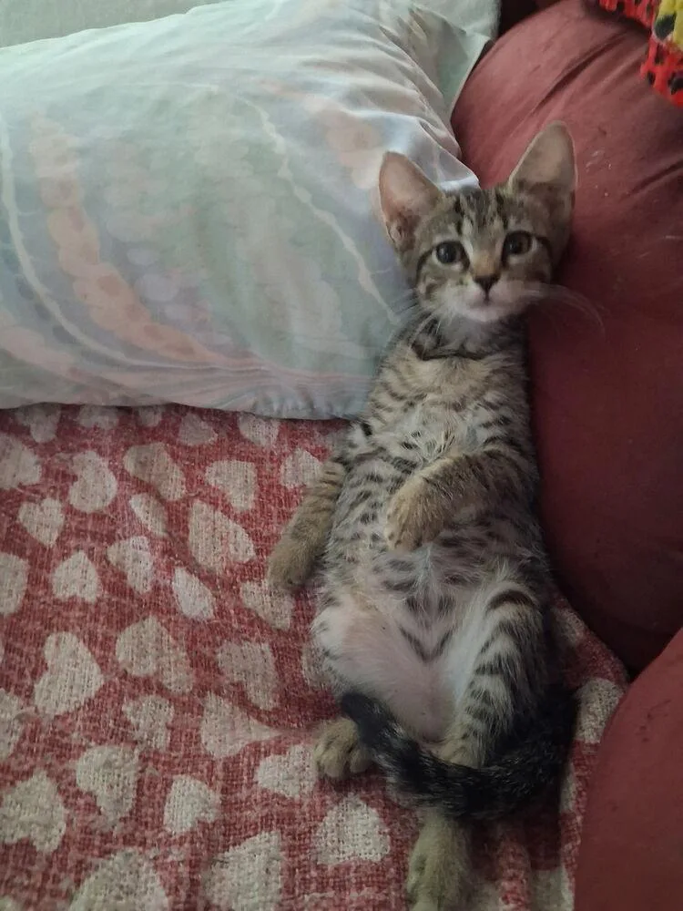 A baby small-sized female Domestic Short Hair cat named Tatiana for adoption in Wellington, FL