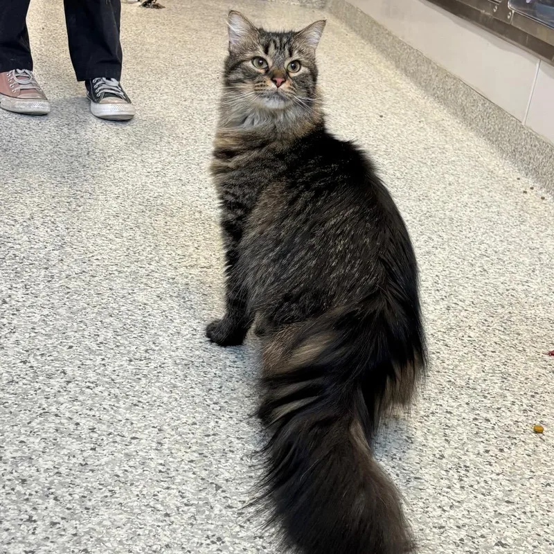 Sarafina thumbnail 2