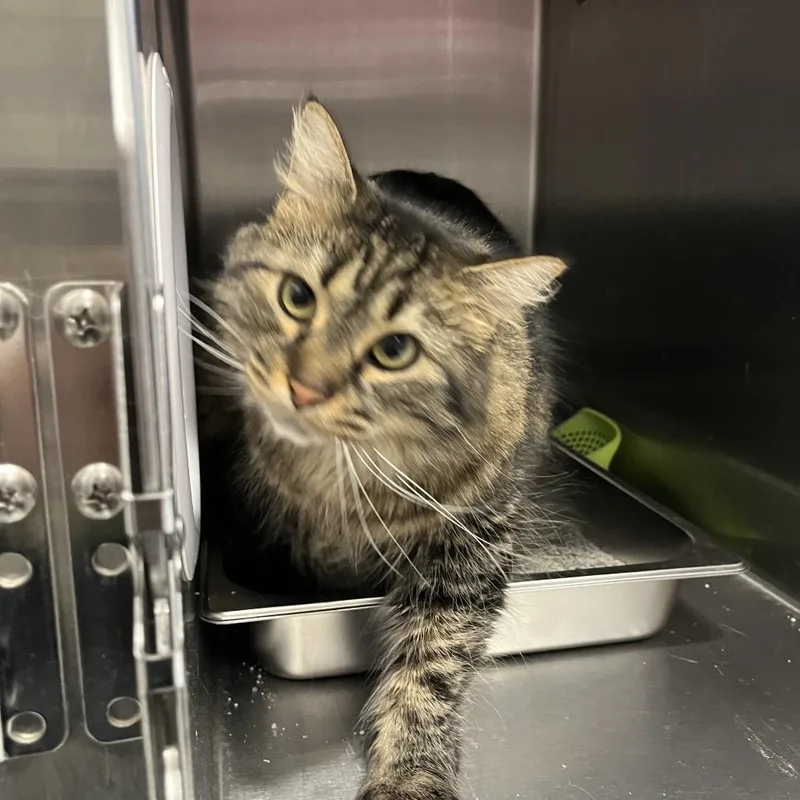 Sarafina thumbnail 3