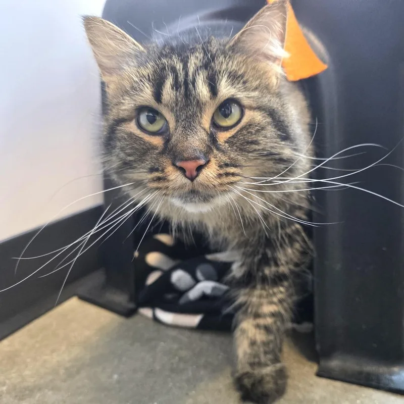 Sarafina thumbnail 4