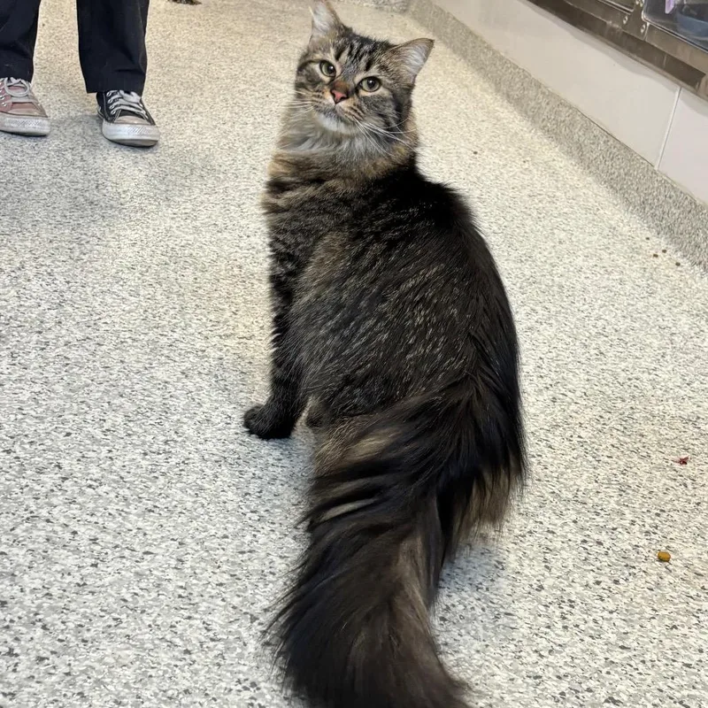 Sarafina thumbnail 5