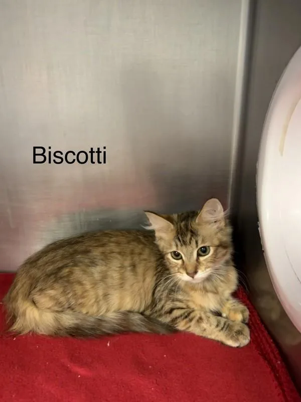 Biscotti