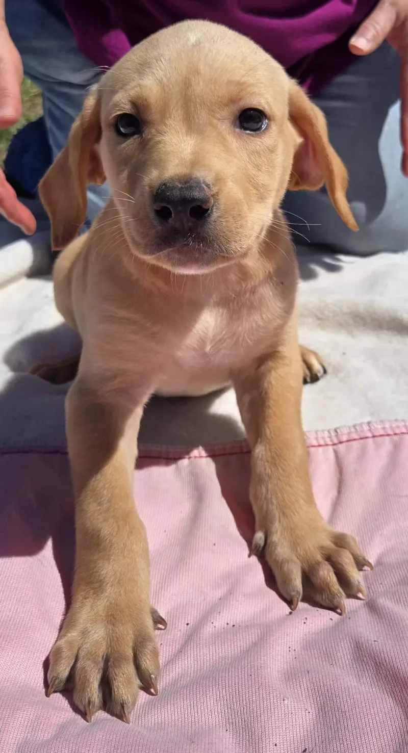 Miss Honey  
