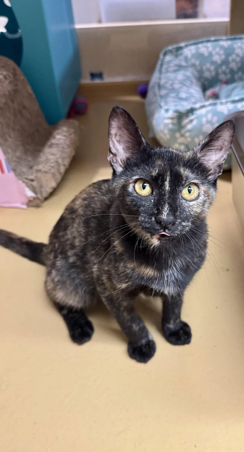 A baby medium-sized female Domestic Short Hair cat named Diamond & Opal BONDED for adoption in Herndon, VA