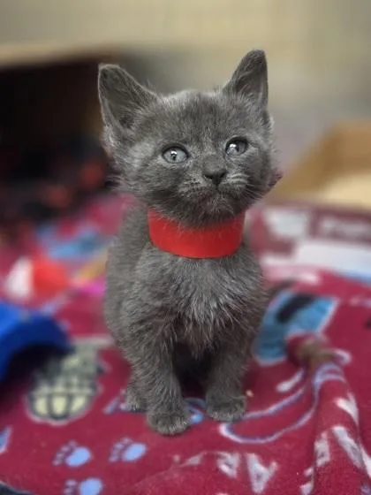 A baby small-sized female Domestic Short Hair cat named Stacy for adoption in Westland, MI
