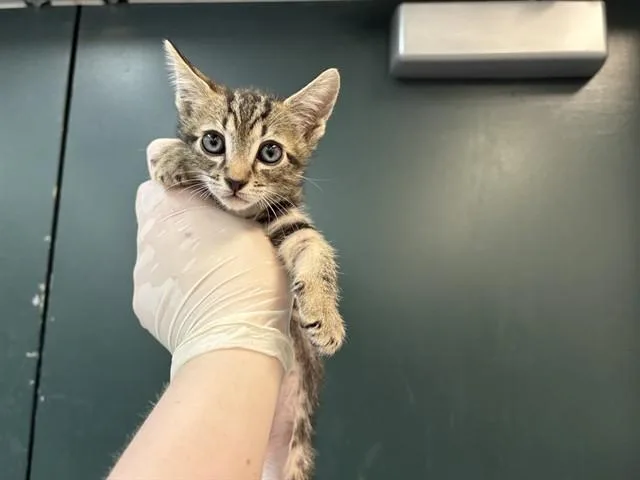 A baby small-sized male Domestic Short Hair cat named Mantis for adoption in Thousand Palms, CA