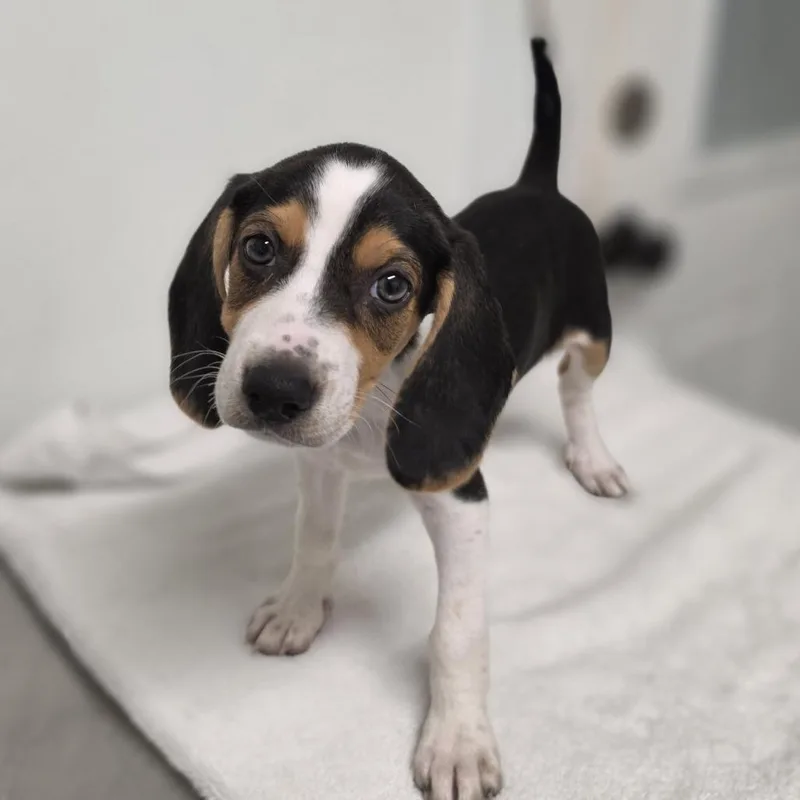 A baby small-sized female Black Mixed Breed dog named Mia for adoption in Troy, IL