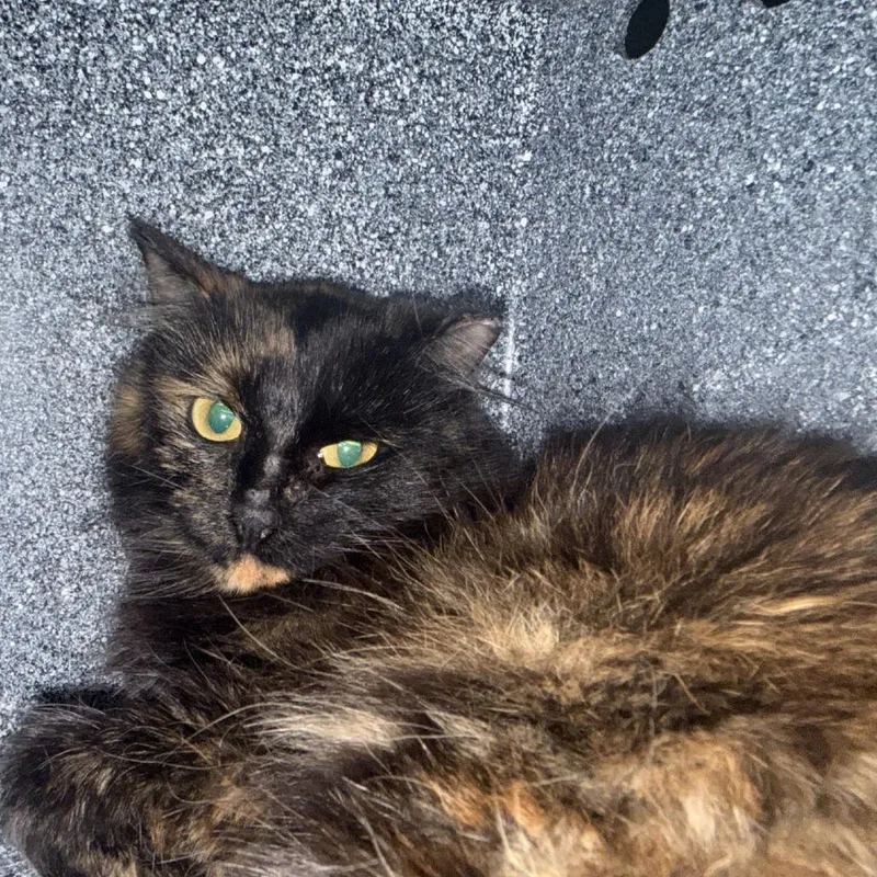 A young small-sized female Domestic Medium Hair cat named Godiva Career Cat for adoption in Newark, NJ