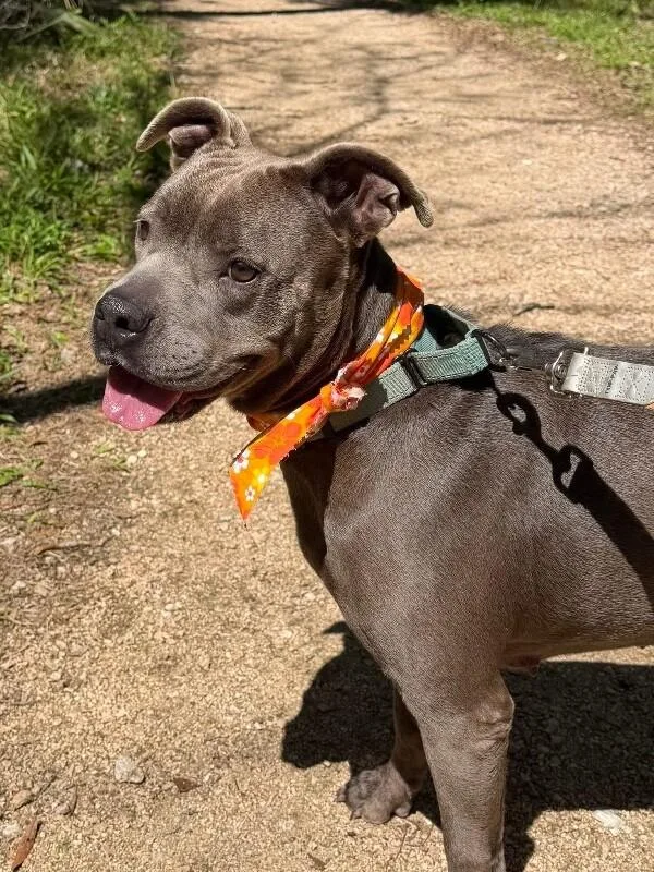 Cinder Ella Wiggle Bug