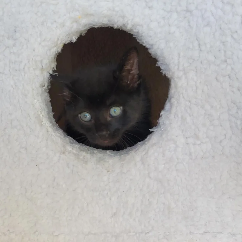 An adult extra large-sized male Black Domestic Short Hair cat named Streamer for adoption in Freeport, FL