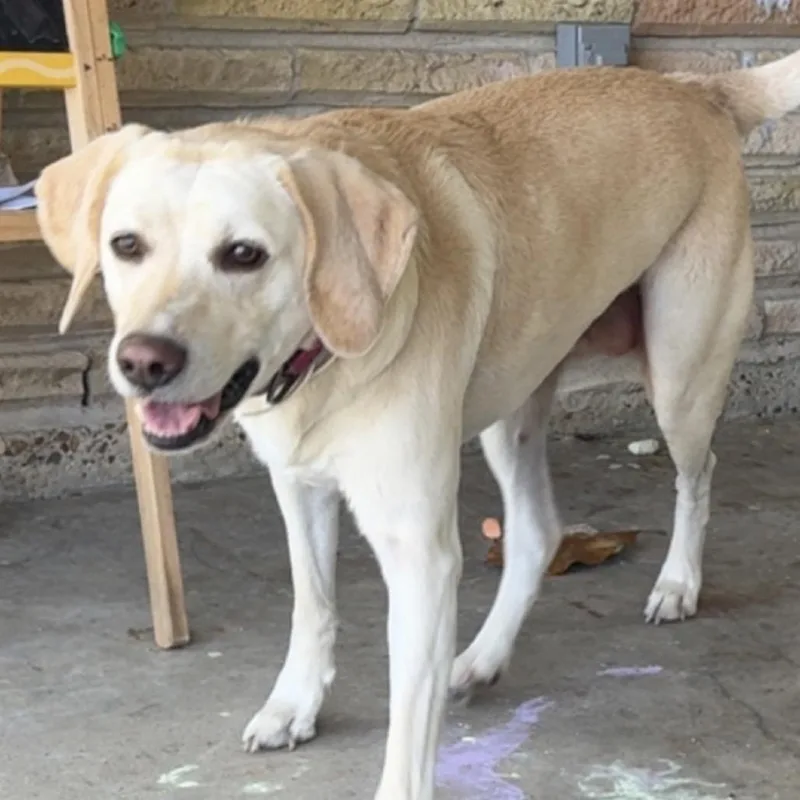 A senior medium-sized female Apricot / Beige Yellow Labrador Retriever dog named Marley for adoption in Gulfport, MS