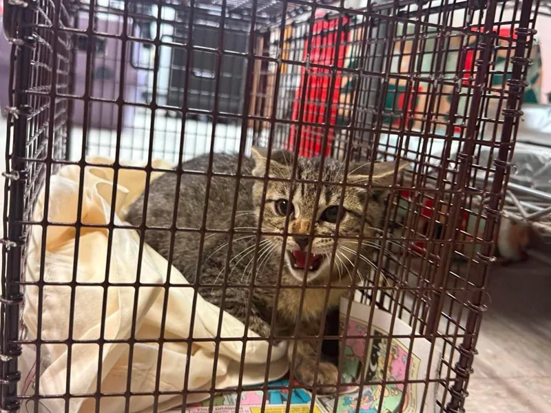 A baby medium-sized male Domestic Short Hair cat named Whitmire for adoption in Sorrento, LA