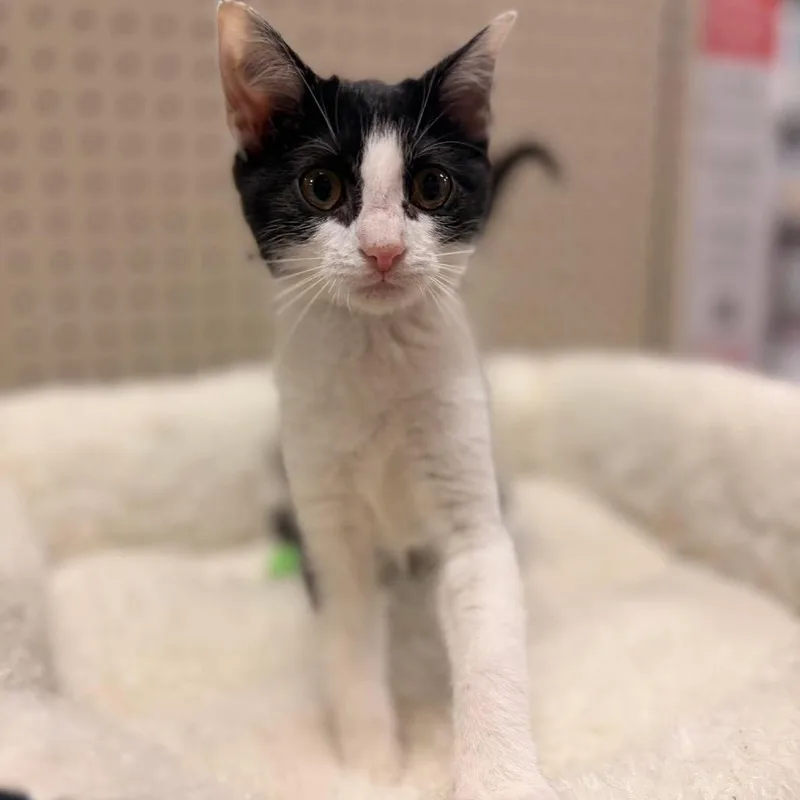 A baby small-sized female Black Domestic Short Hair cat named Holstein for adoption in Brevard, NC