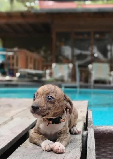 A baby small-sized male Brindle Chihuahua dog named From for adoption in Liverpool, TX