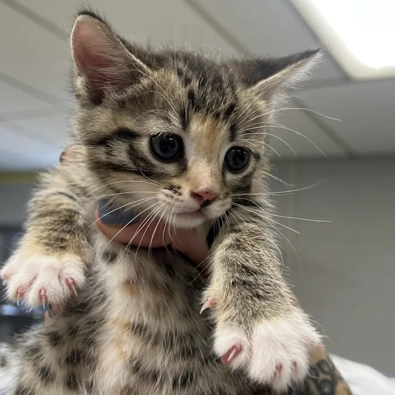 A baby small-sized female Brown / Chocolate Domestic Short Hair cat named RhineC for adoption in East Saint Louis, IL
