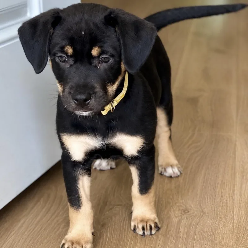 A young medium-sized female Black Hound dog named Tesla for adoption in Calabash, NC
