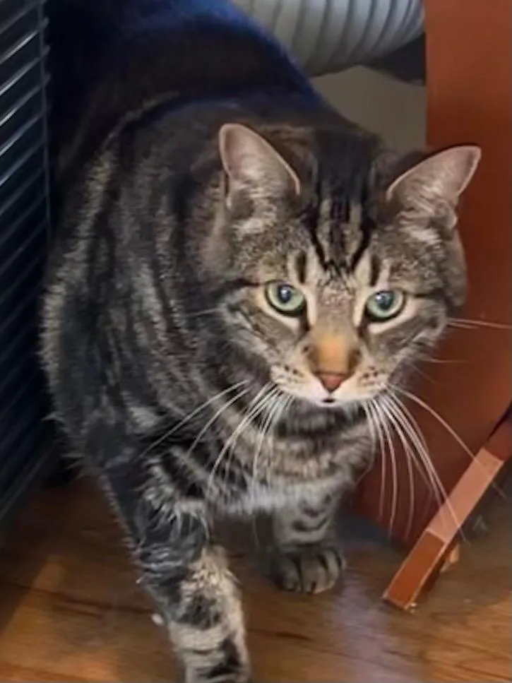 Kovu thumbnail 2