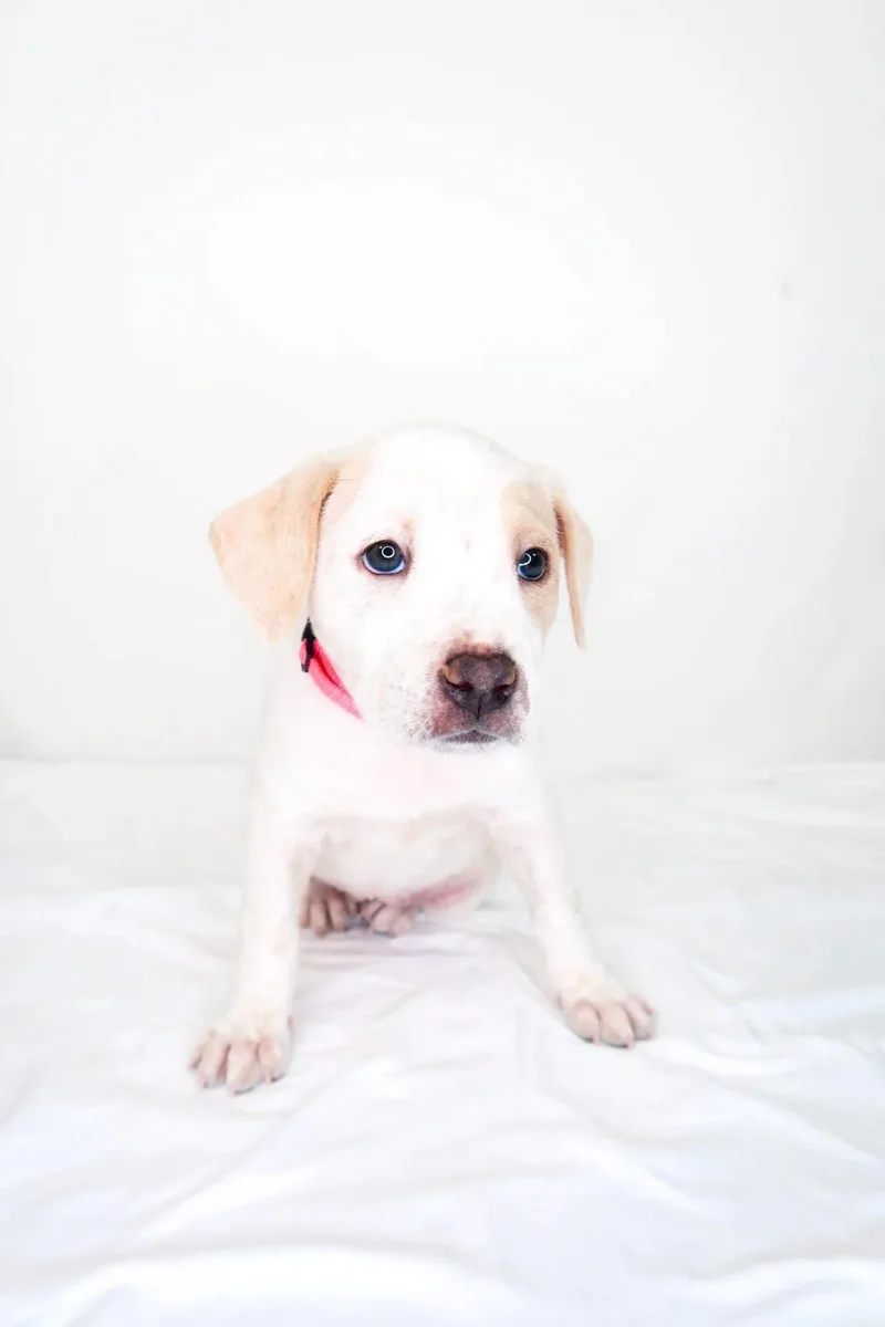 A baby medium-sized female White / Cream Wirehaired Terrier dog named Carrie Underwood for adoption in Bixby, OK