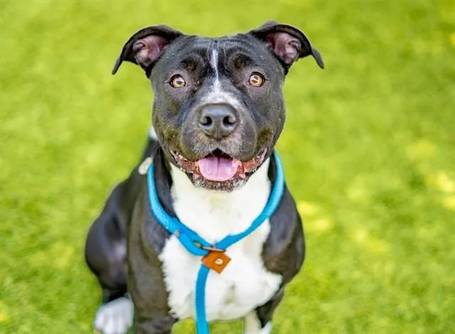 A young medium-sized female Pit Bull Terrier dog named Dakota for adoption in San Jose, CA