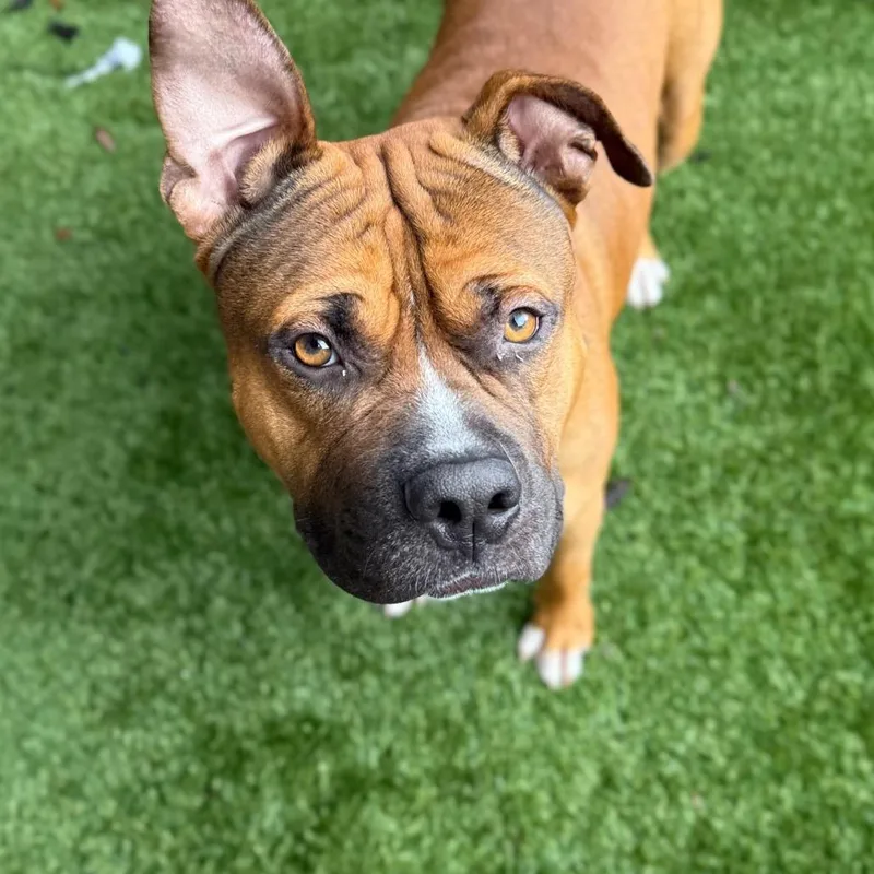 An adult large-sized male Brown / Chocolate Mastiff dog named Oswald for adoption in LOXAHATCHEE, FL