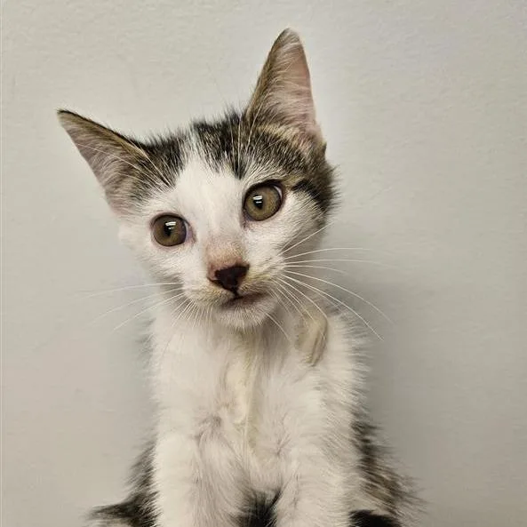 A baby small-sized female White Domestic Short Hair cat named Ricotta for adoption in Jacksonville, FL