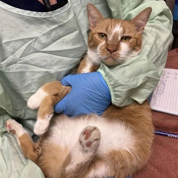 A senior medium-sized female Domestic Short Hair cat named Marge for adoption in Tempe, AZ