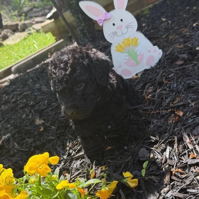 A baby small-sized male Black Standard Poodle dog named Levi for adoption in Rossville, GA