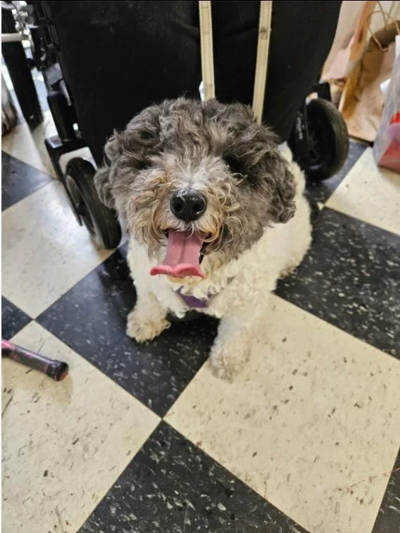 An adult small-sized female White / Cream Maltipoo dog named Ginny for adoption in Chicago, IL