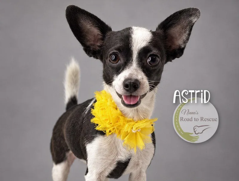 An adult small-sized female Chihuahua dog named Astrid for adoption in Benton, LA