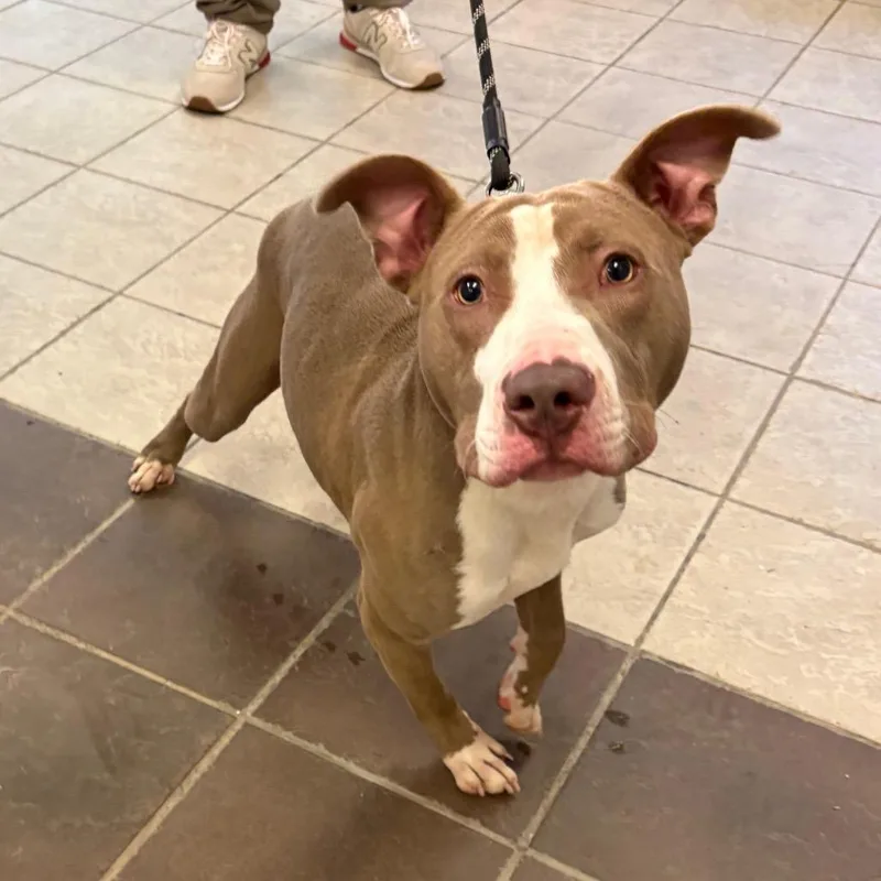 An adult large-sized male Gray / Blue / Silver Mixed Breed dog named StrayWhitesvilleRoad for adoption in Columbus, GA