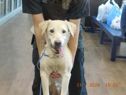 An adult large-sized female Labrador Retriever dog named Helga for adoption in North Richland Hills, TX