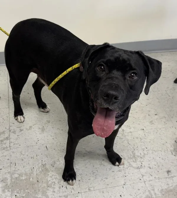 An adult large-sized male Labrador Retriever dog named Melon for adoption in Salt Lake City, UT