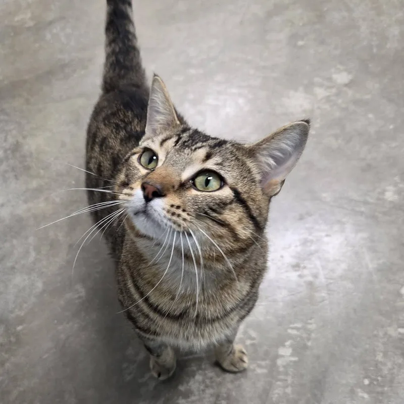 An adult medium-sized male Tabby (Brown / Chocolate) Domestic Short Hair cat named Hummus for adoption in Chilton, WI