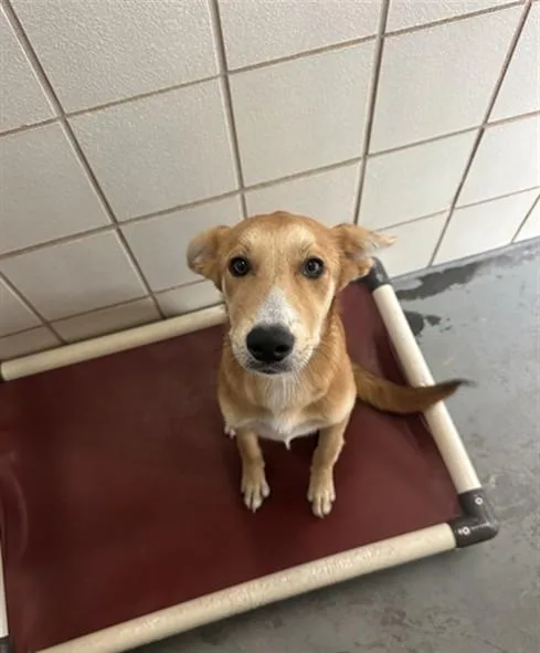 A baby small-sized female Border Collie dog named Piggy for adoption in Corpus Christi, TX