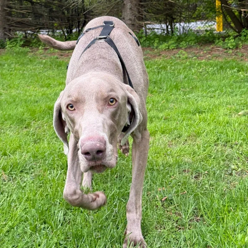 An adult large-sized male Gray / Blue / Silver Weimaraner dog named Clyde for adoption in Watertown, NY