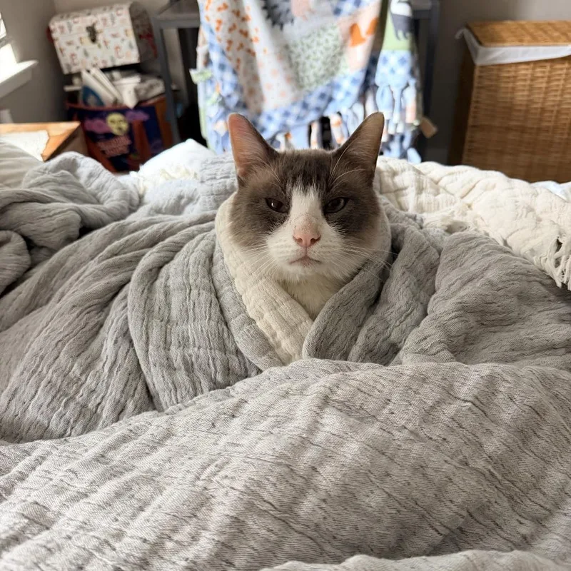 Glom Gazingo thumbnail 4