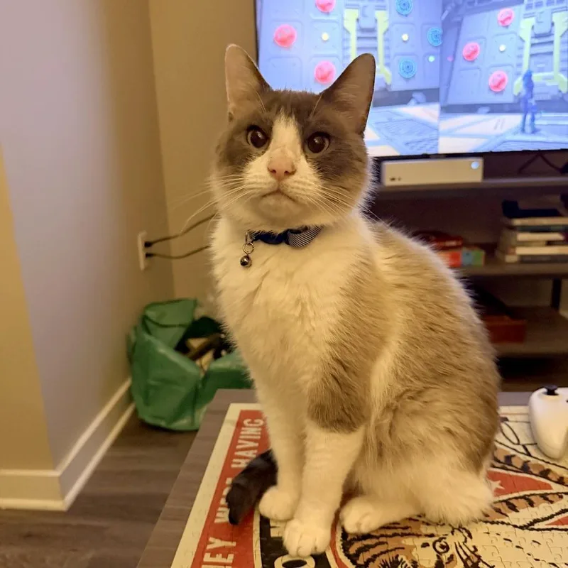 Glom Gazingo thumbnail 5