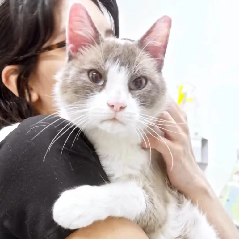 Glom Gazingo thumbnail 6