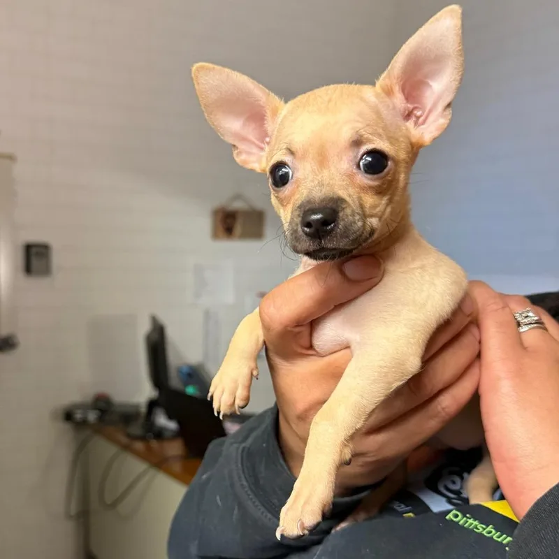 A baby small-sized female Yellow / Tan / Blond / Fawn Mixed Breed dog named Nonnie for adoption in Pittsburgh, PA