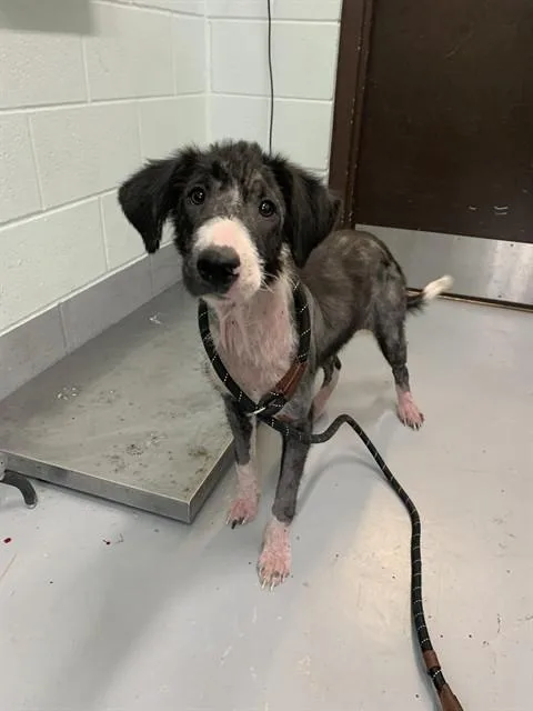 A young medium-sized female Border Collie dog named Chiquita for adoption in Corpus Christi, TX