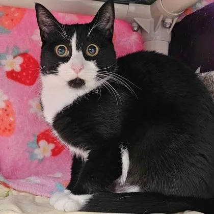 An adult small-sized female Domestic Short Hair cat named Luca for adoption in Scotia, NY